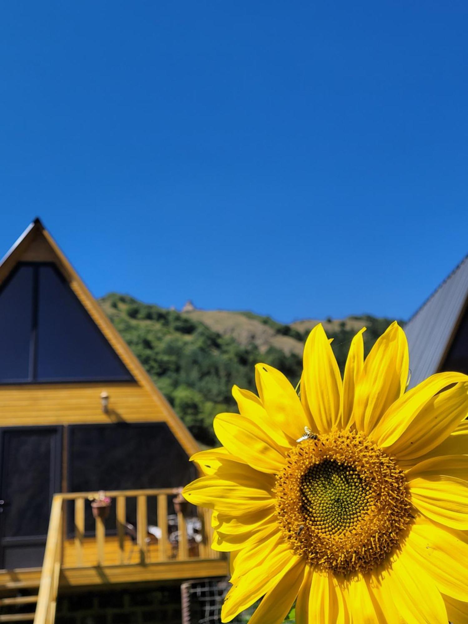 Pine Chalet Kazbegi Esterno foto